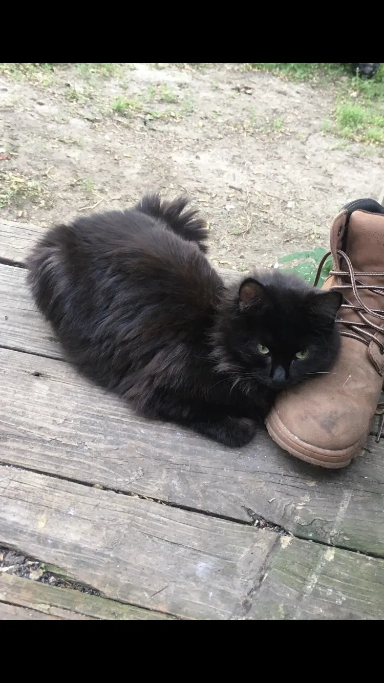Lost cat in Des Moines, IA, 50317
