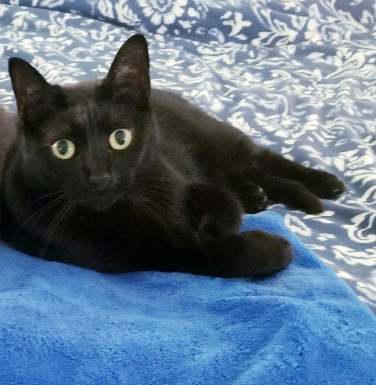 Lost cat in Lake Worth, FL, 33462