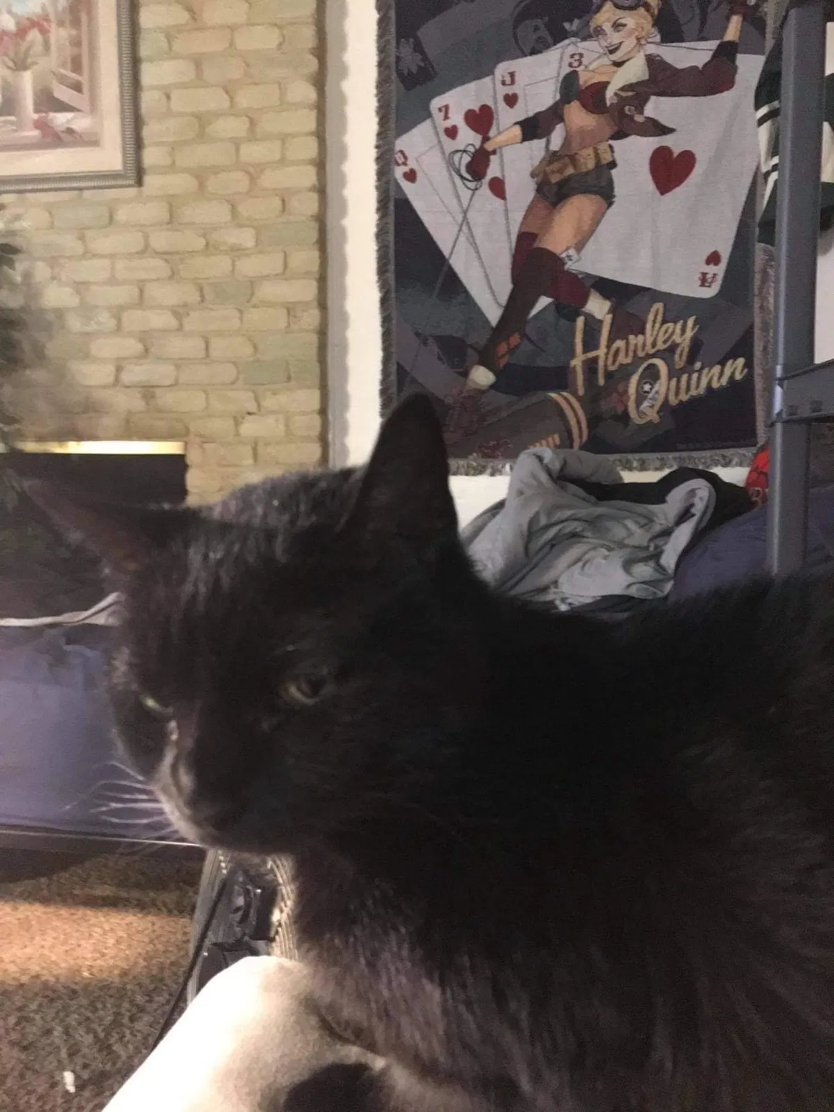 Lost cat in San Antonio, TX, 78230
