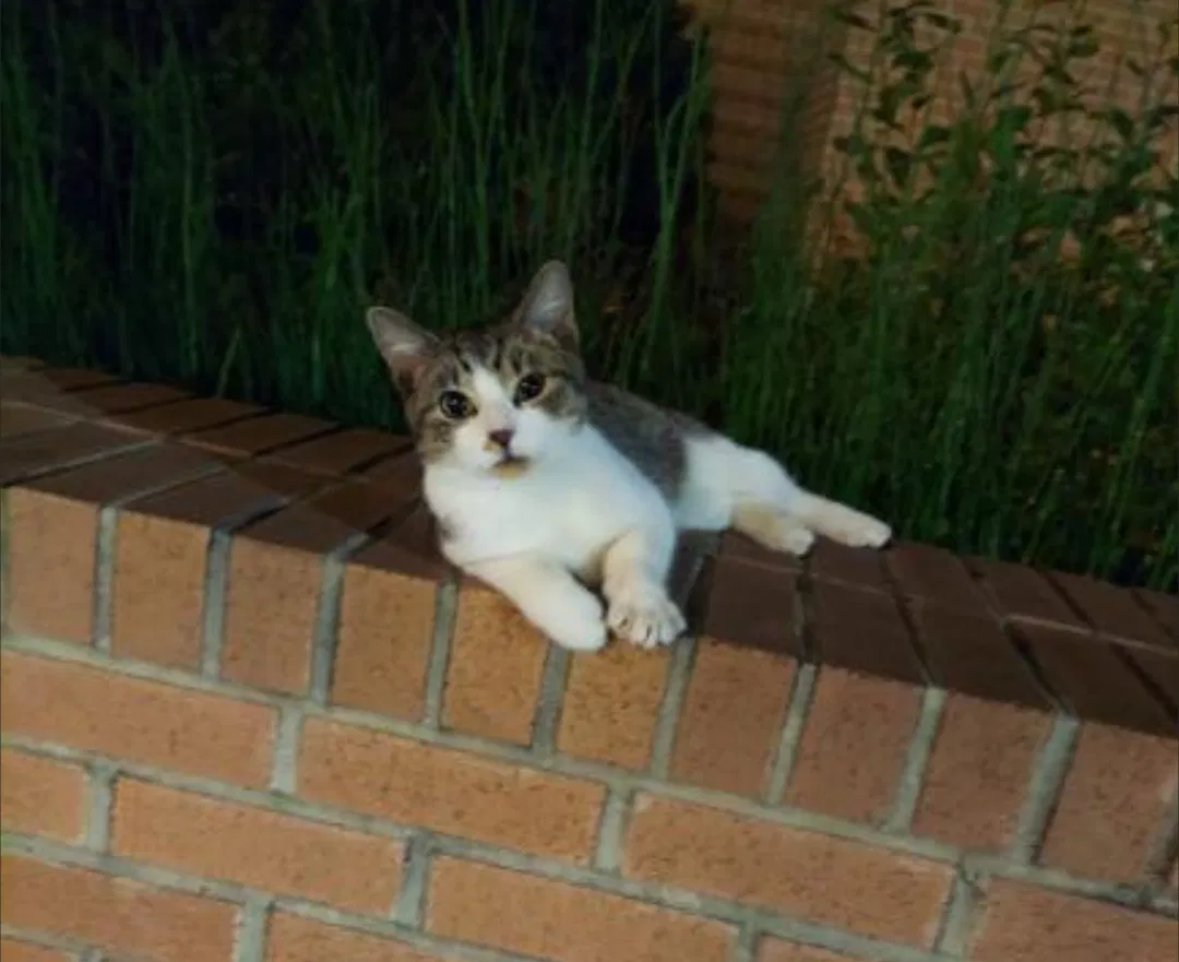 Found cat in Norfolk, VA, 23508