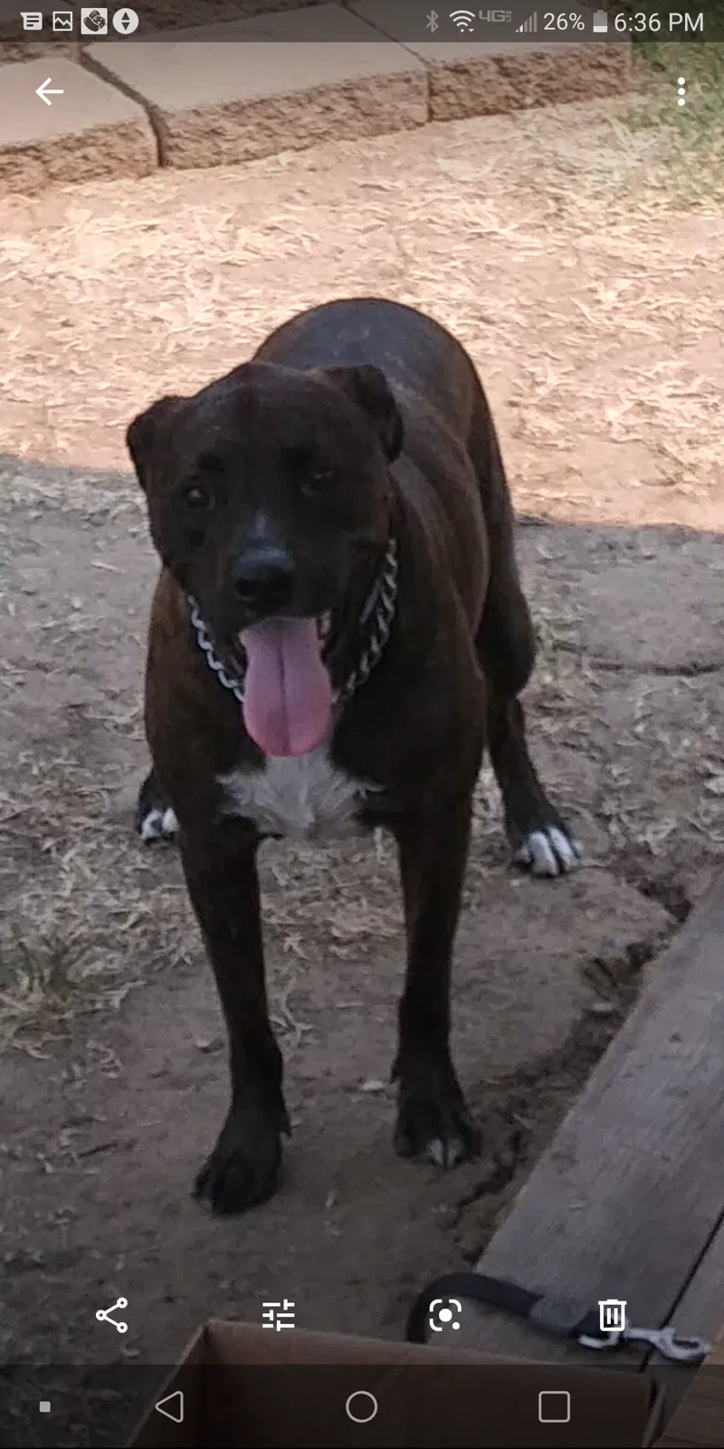 Lost dog in Vacaville, CA, 95688