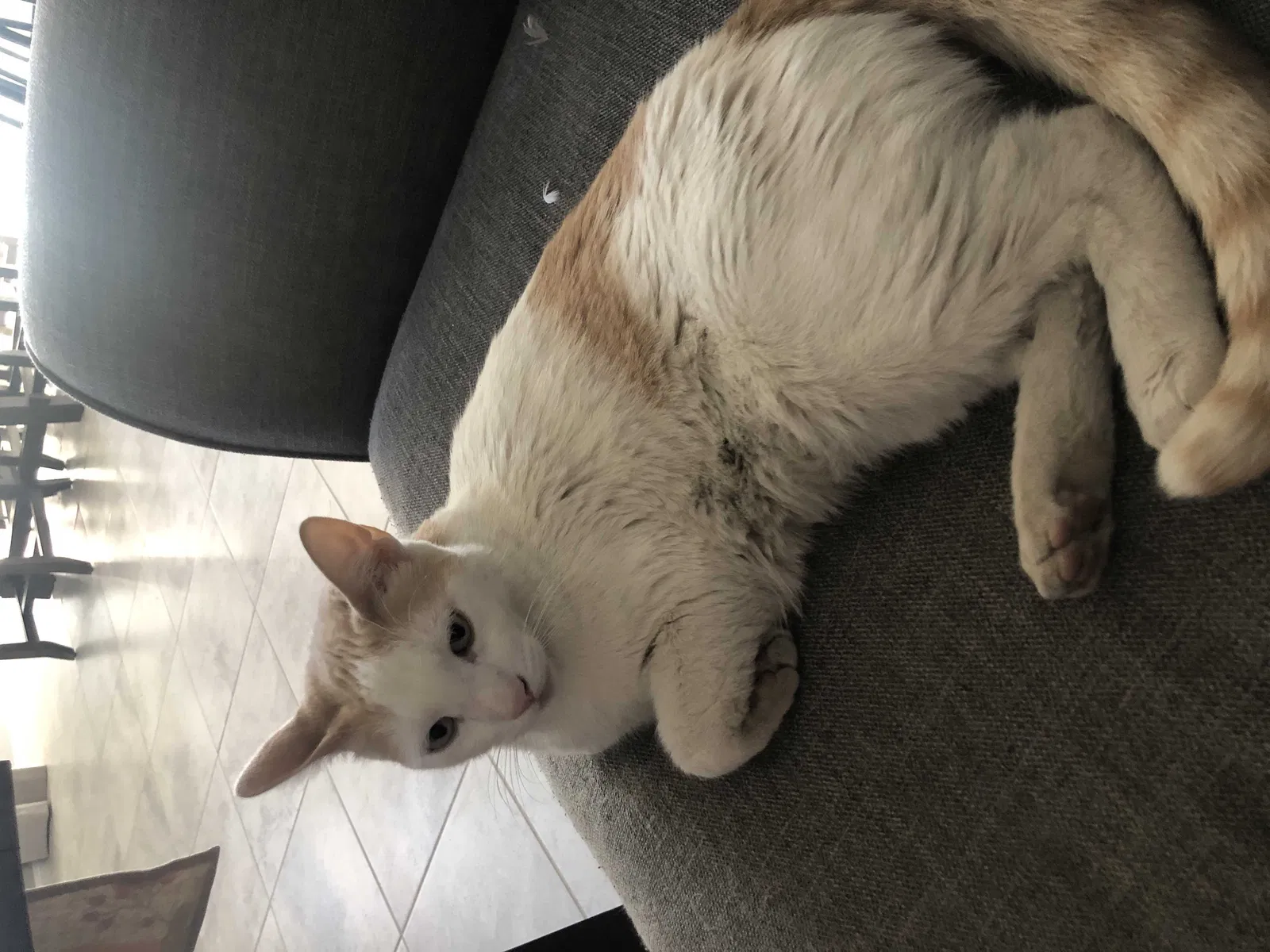 Lost cat in North Las Vegas, NV, 89084