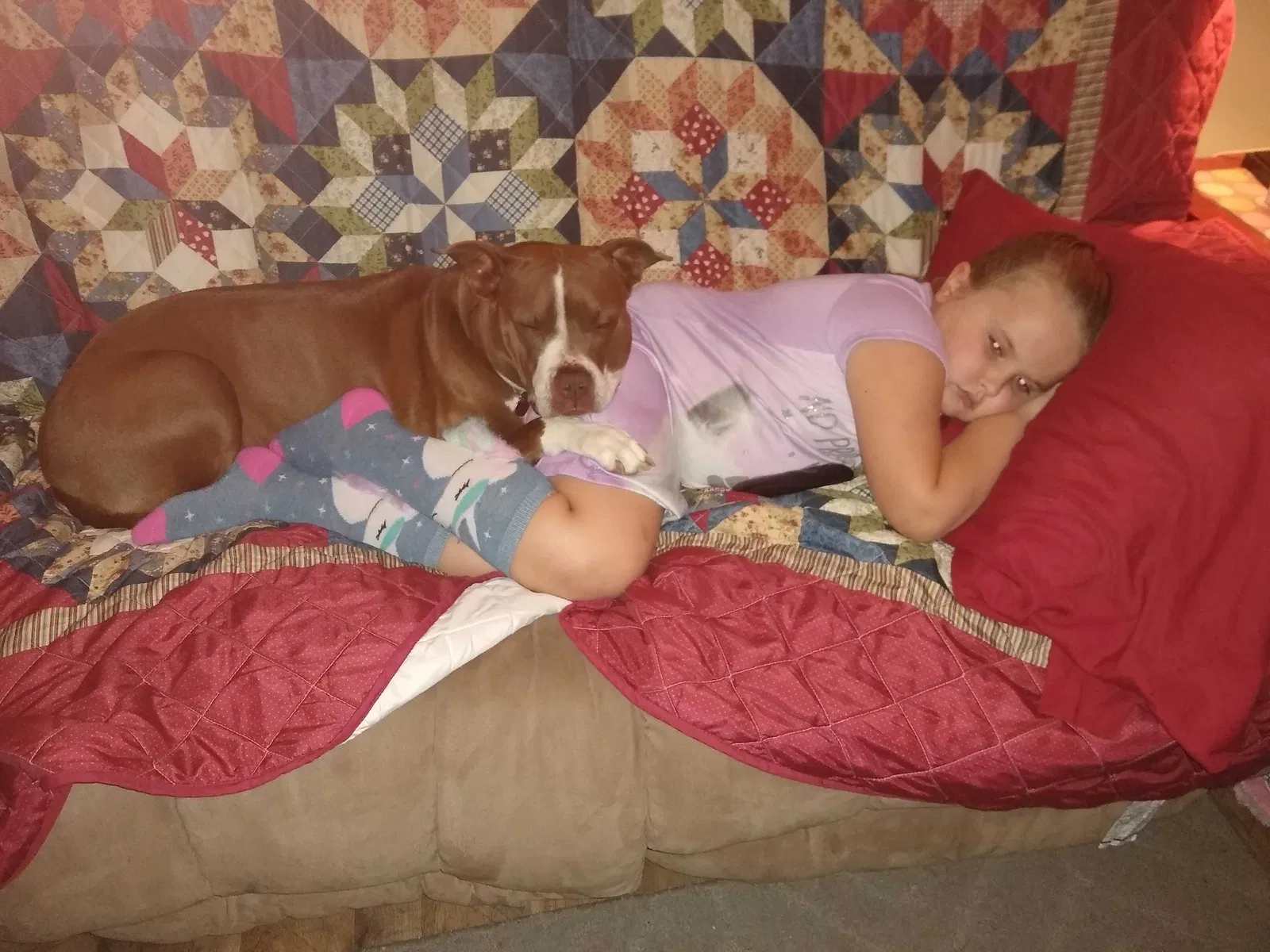 Lost dog in Wapakoneta, OH, 45895