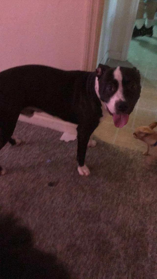 Lost dog in Ashford, AL, 36312