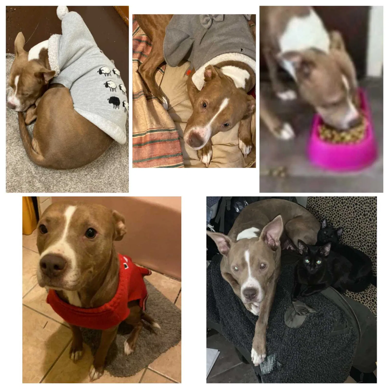 Lost dog in Cicero, IL, 60804