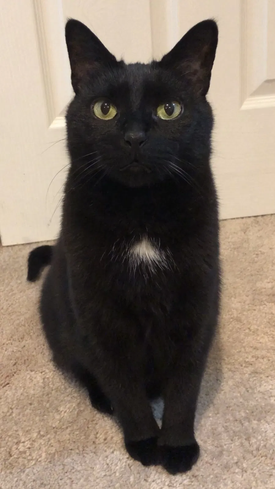Lost cat in Chicago, IL, 60625