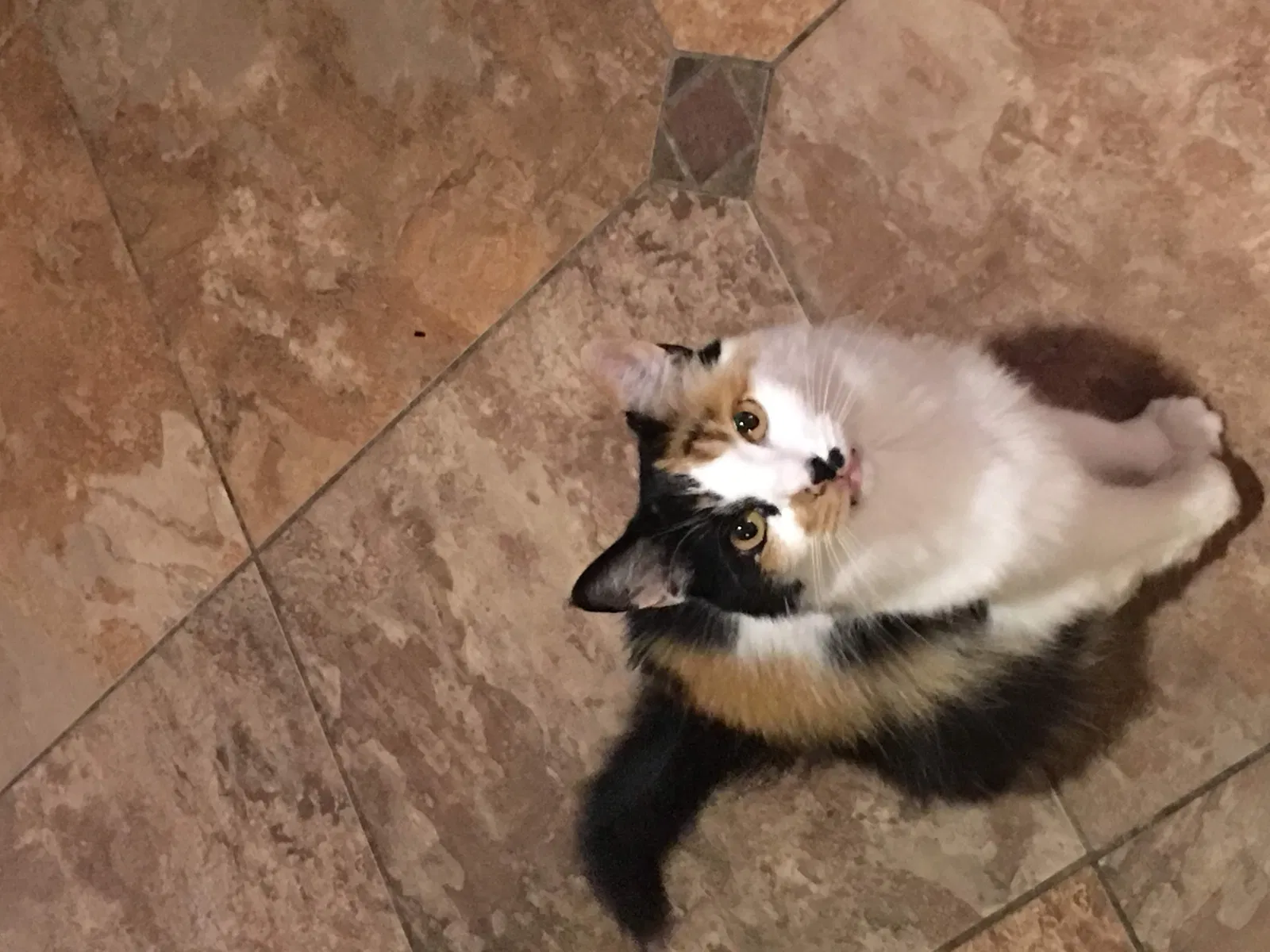 Lost cat in Cordova, TN, 38016