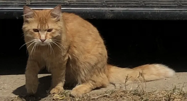 Lost cat in Bakersfield, CA, 93301