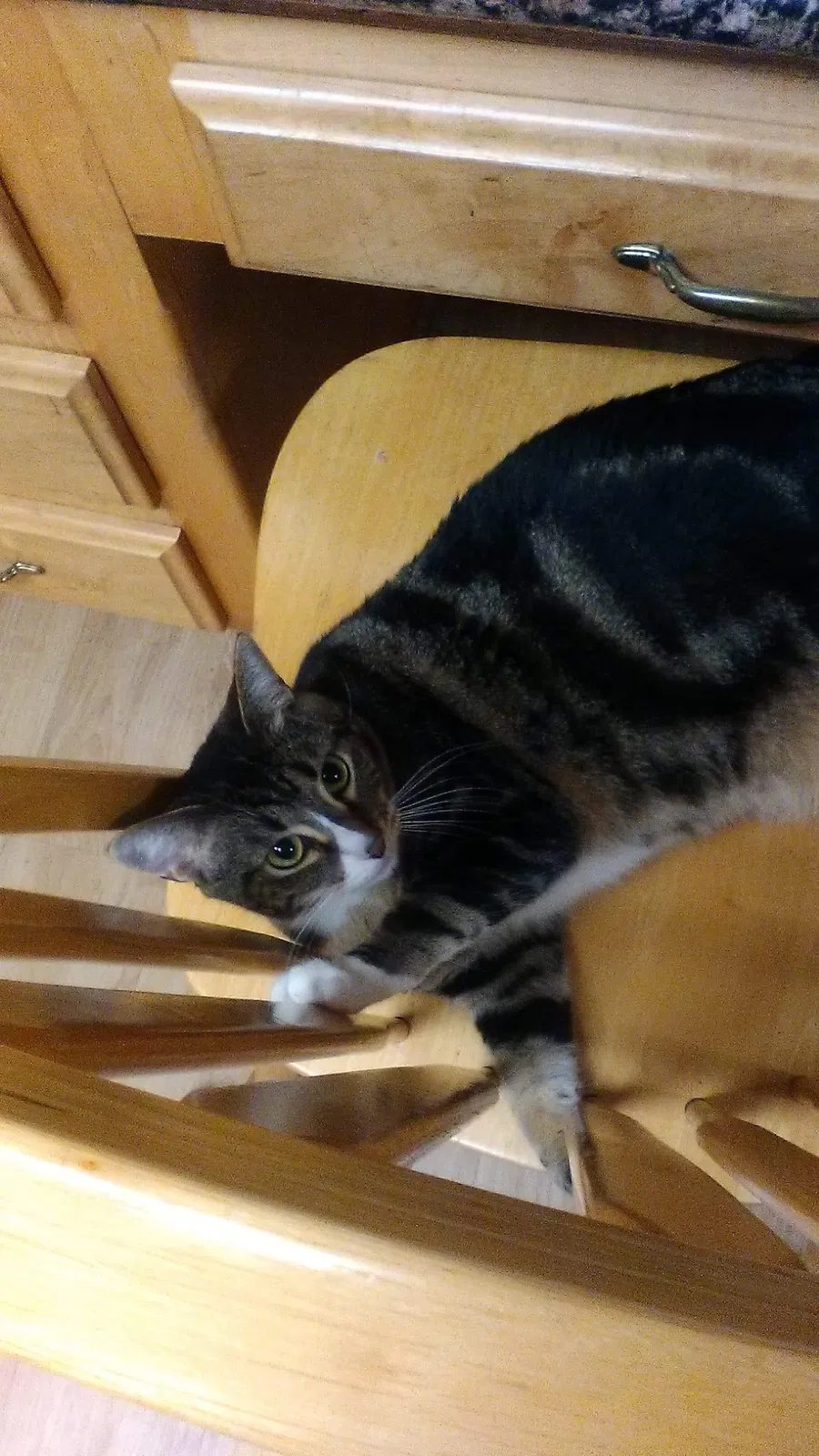 Lost cat in Barling, AR, 72923