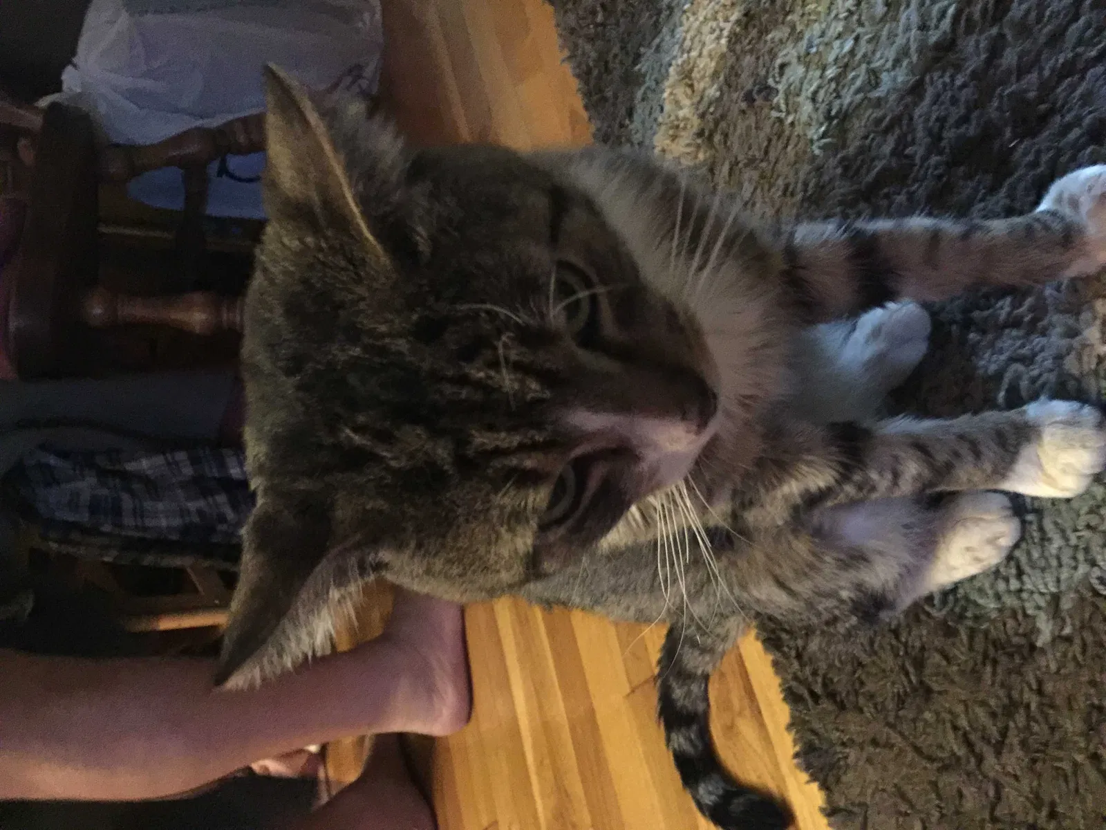 Found cat in Lawrence, MA, 1841