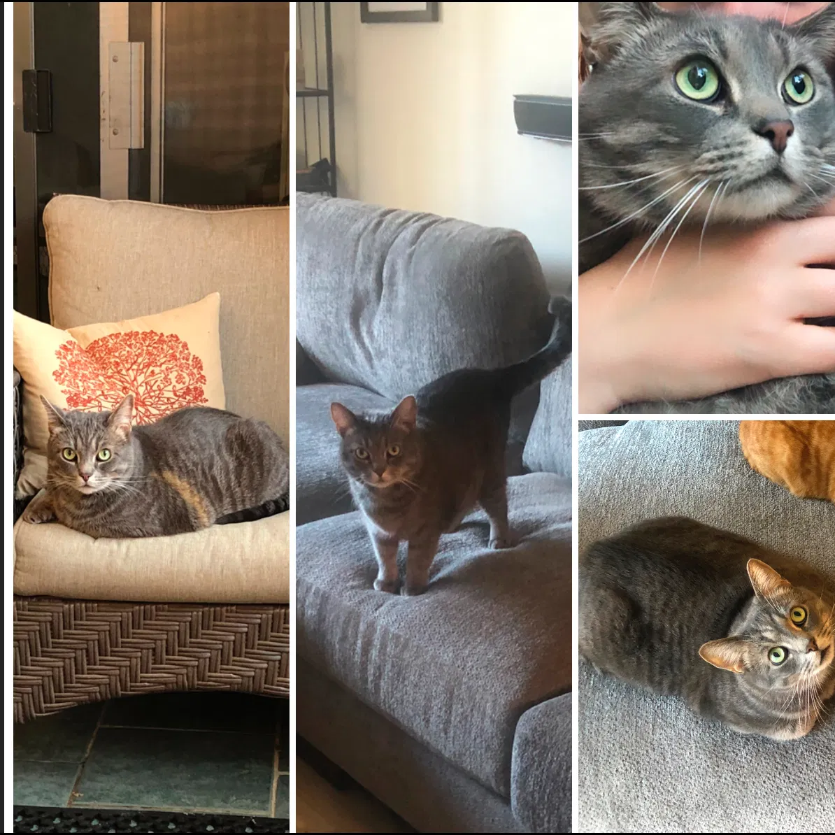 Lost cat in San Diego, CA, 92109