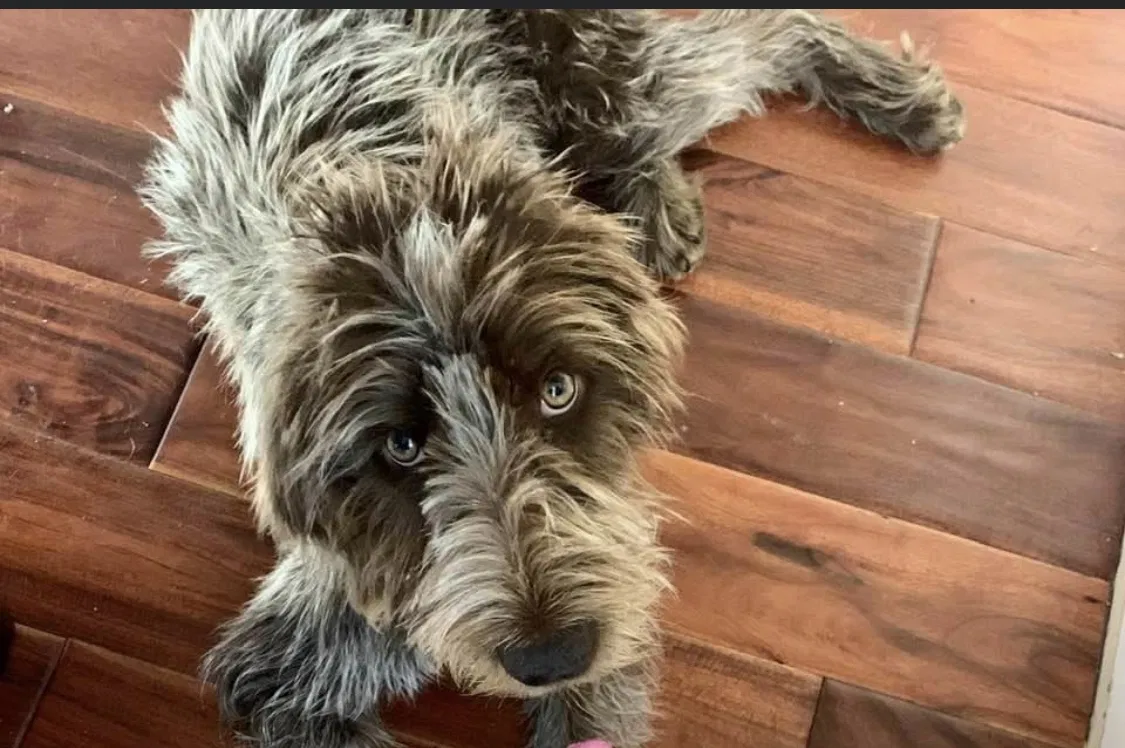 Lost dog in Halsey, OR, 97348