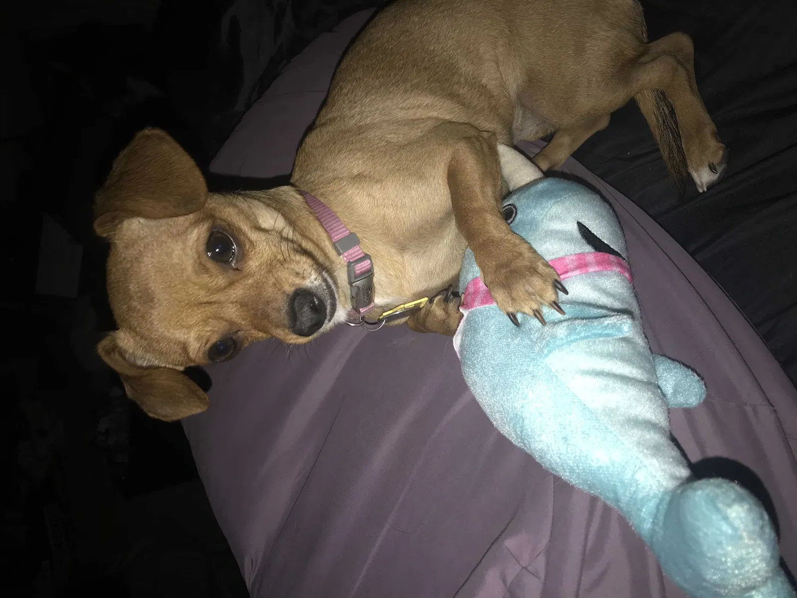 Lost dog in Mesa, AZ, 85204