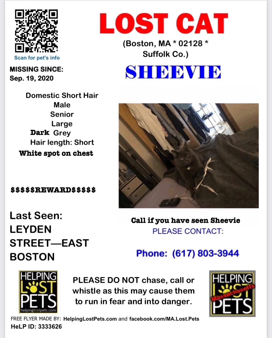 Lost cat in Boston, MA, 2128