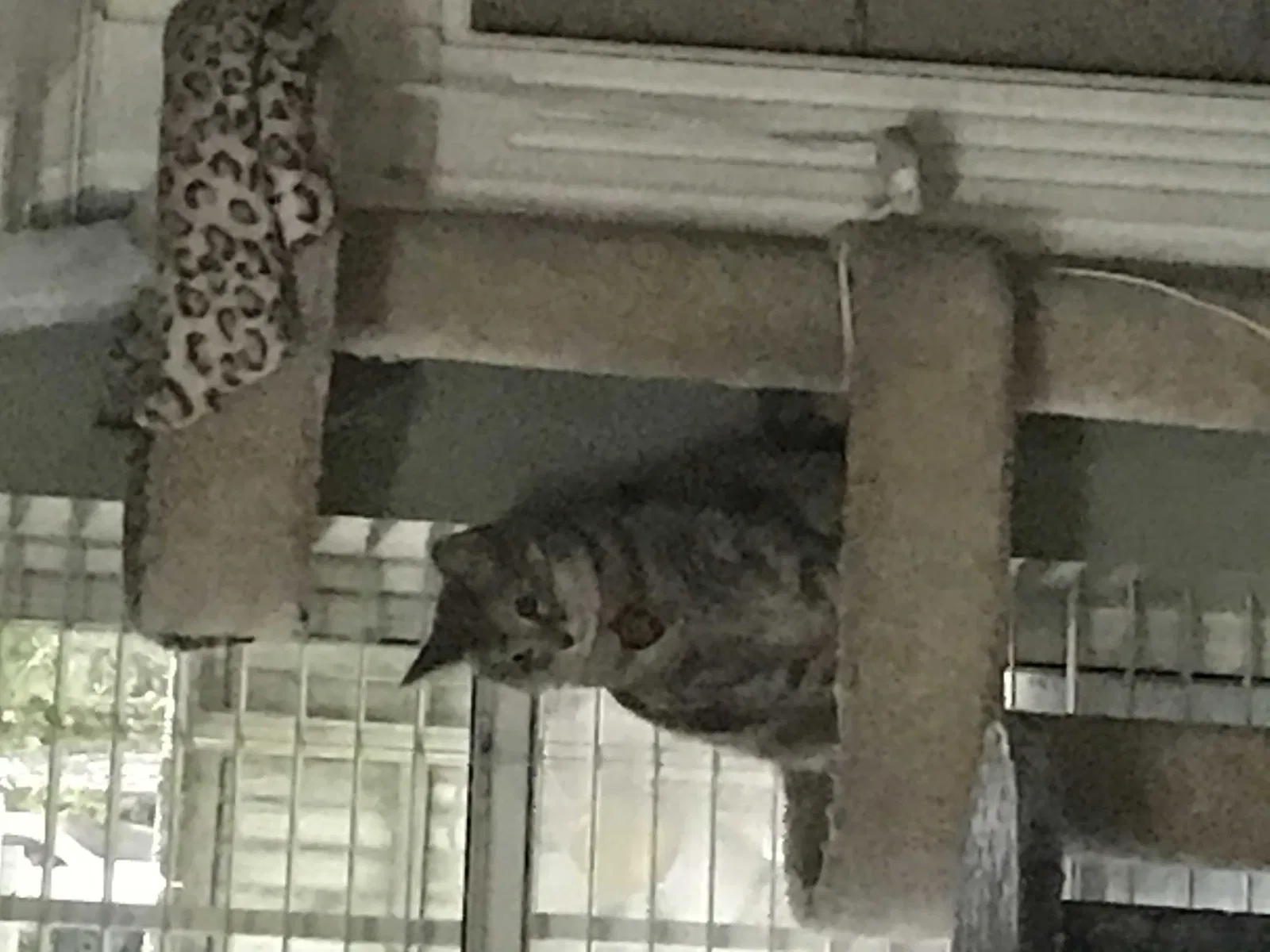 Lost cat in Dothan, AL, 36301