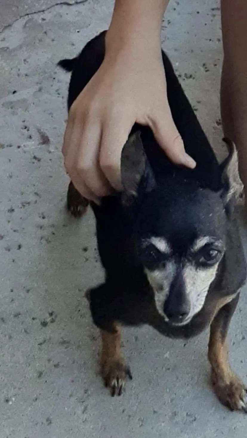 Lost dog in Fontana, CA, 92336