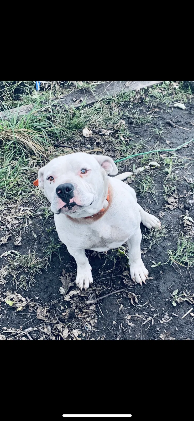 Lost dog in Grifton, NC, 28530