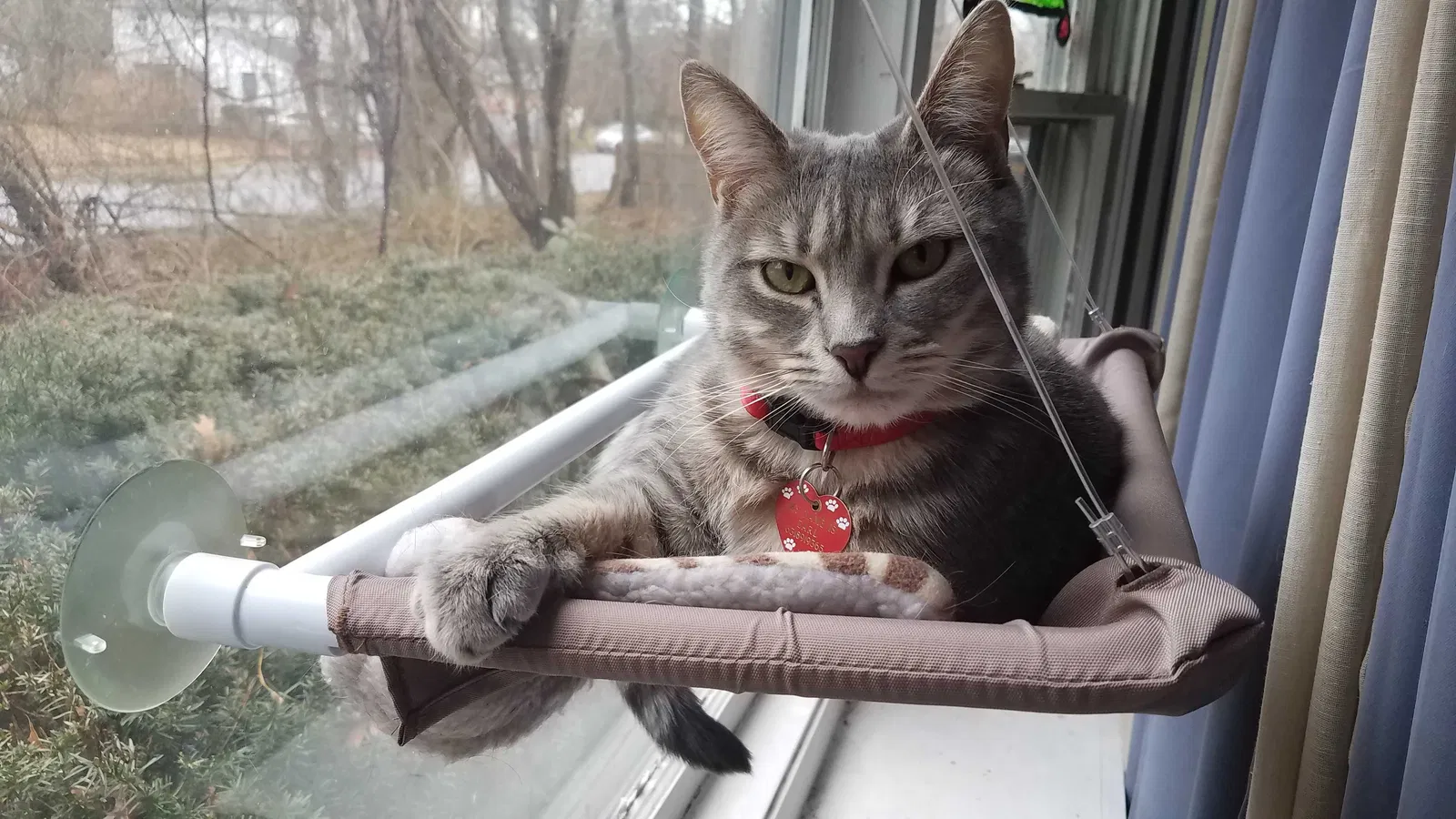 Lost cat in Shirley, NY, 11967