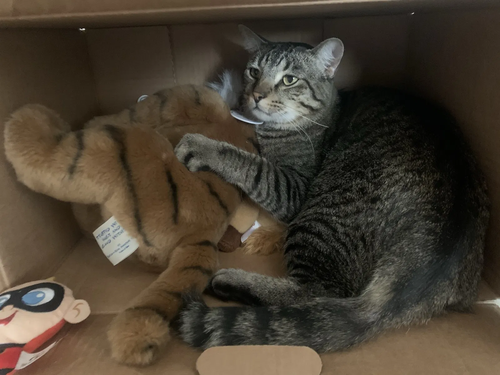 Found cat in Ogden, UT, 84404