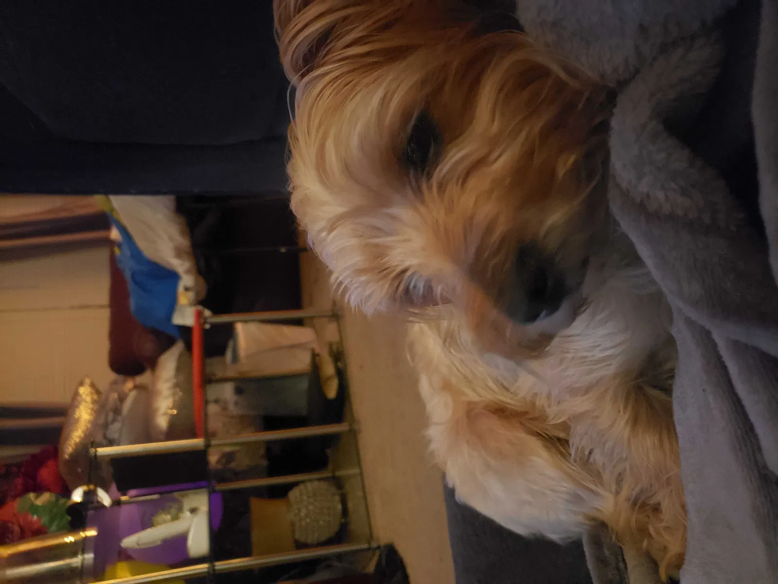 Found dog in Newport News, VA, 23607