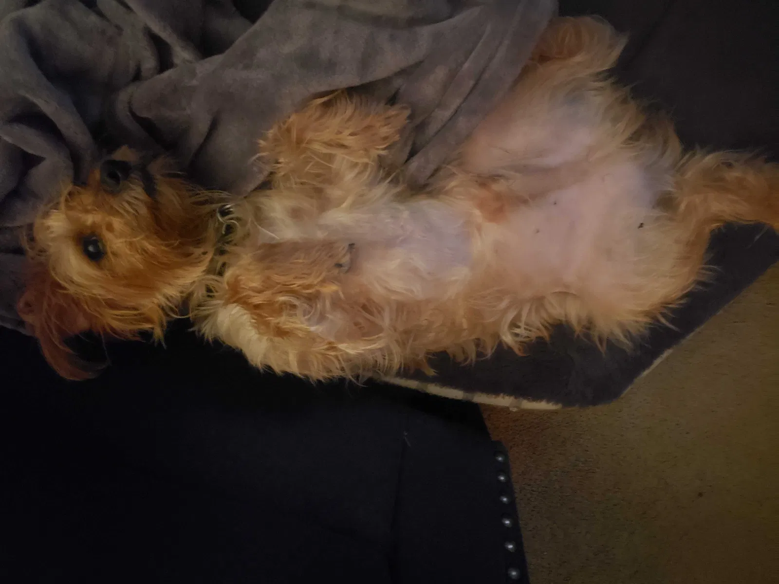 Found dog in Newport News, VA, 23607