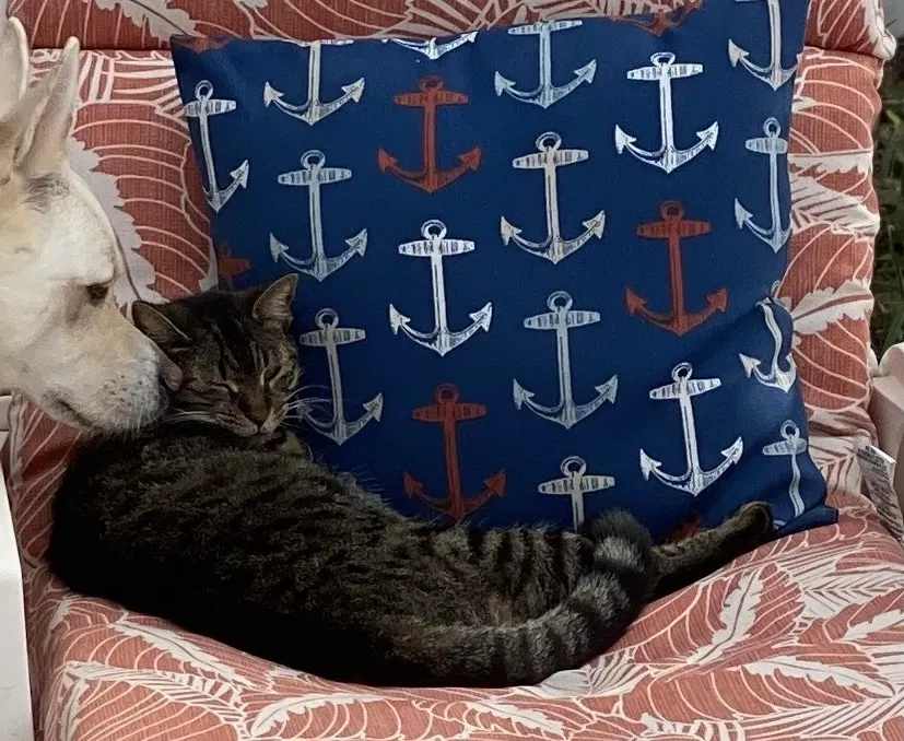 Lost cat in Port Orange, FL, 32127