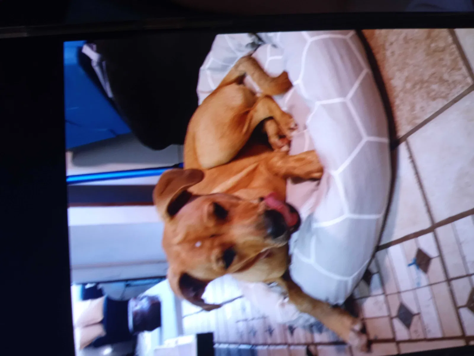 Lost dog in Little Rock, AR, 72205
