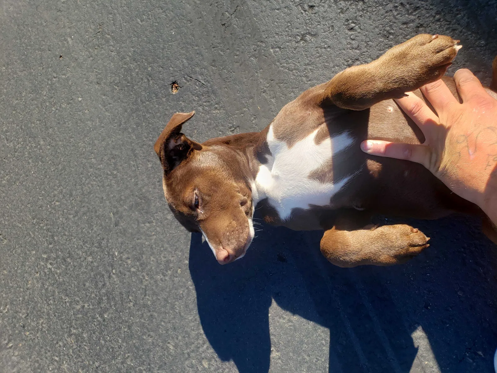 Lost dog in Seattle, WA, 98104
