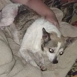 Lost dog in Ocala, FL, 34470