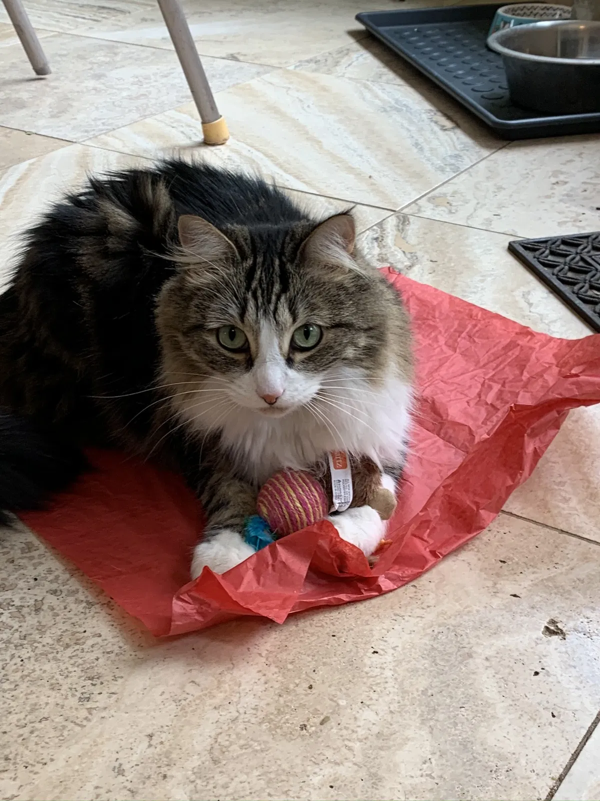Lost cat in Tucson, AZ, 85716