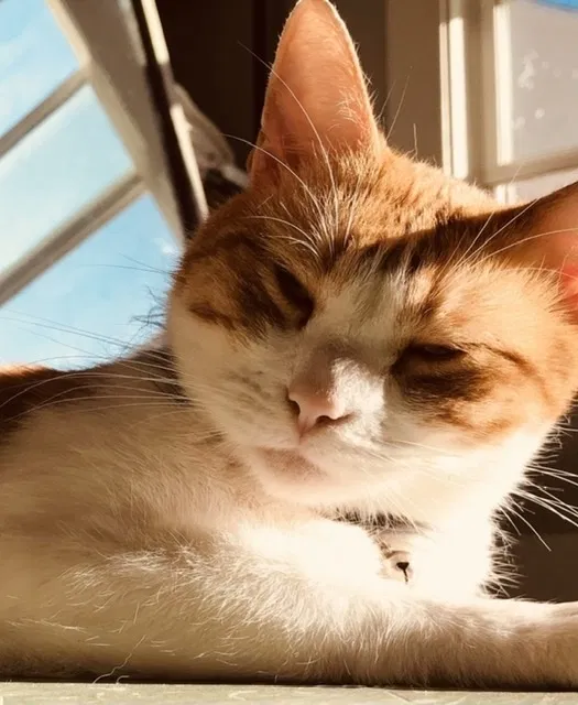Lost cat in San Diego, CA, 92104
