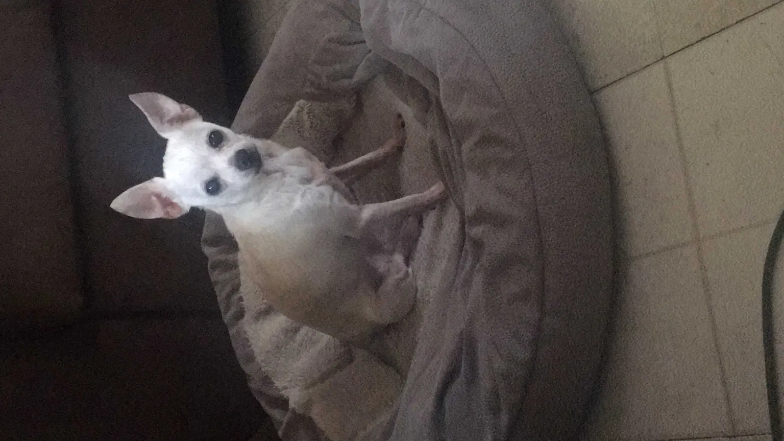 Lost dog in Alexandria, VA, 22306
