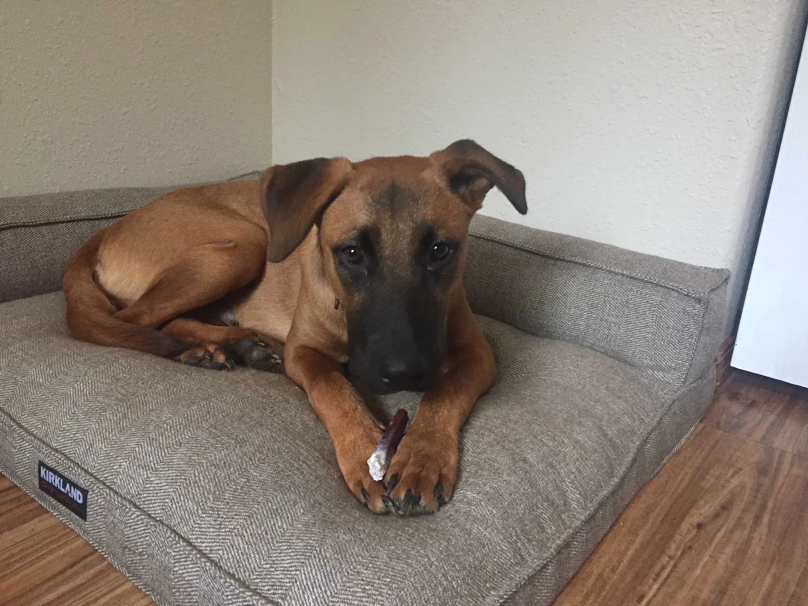 Lost dog in Portland, OR, 97212