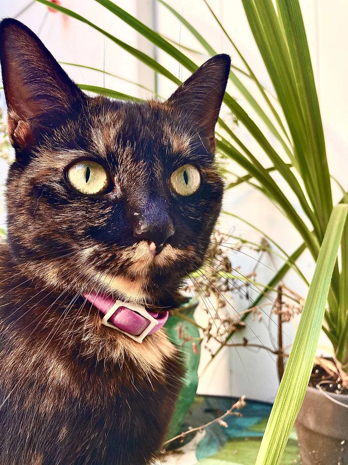 Lost cat in Melrose, MA, 2176