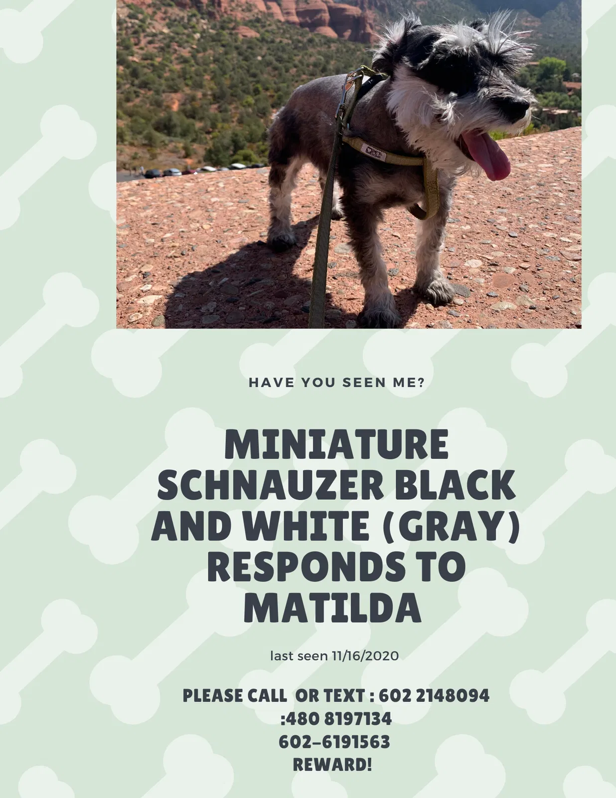 Lost dog in Phoenix, AZ, 85023