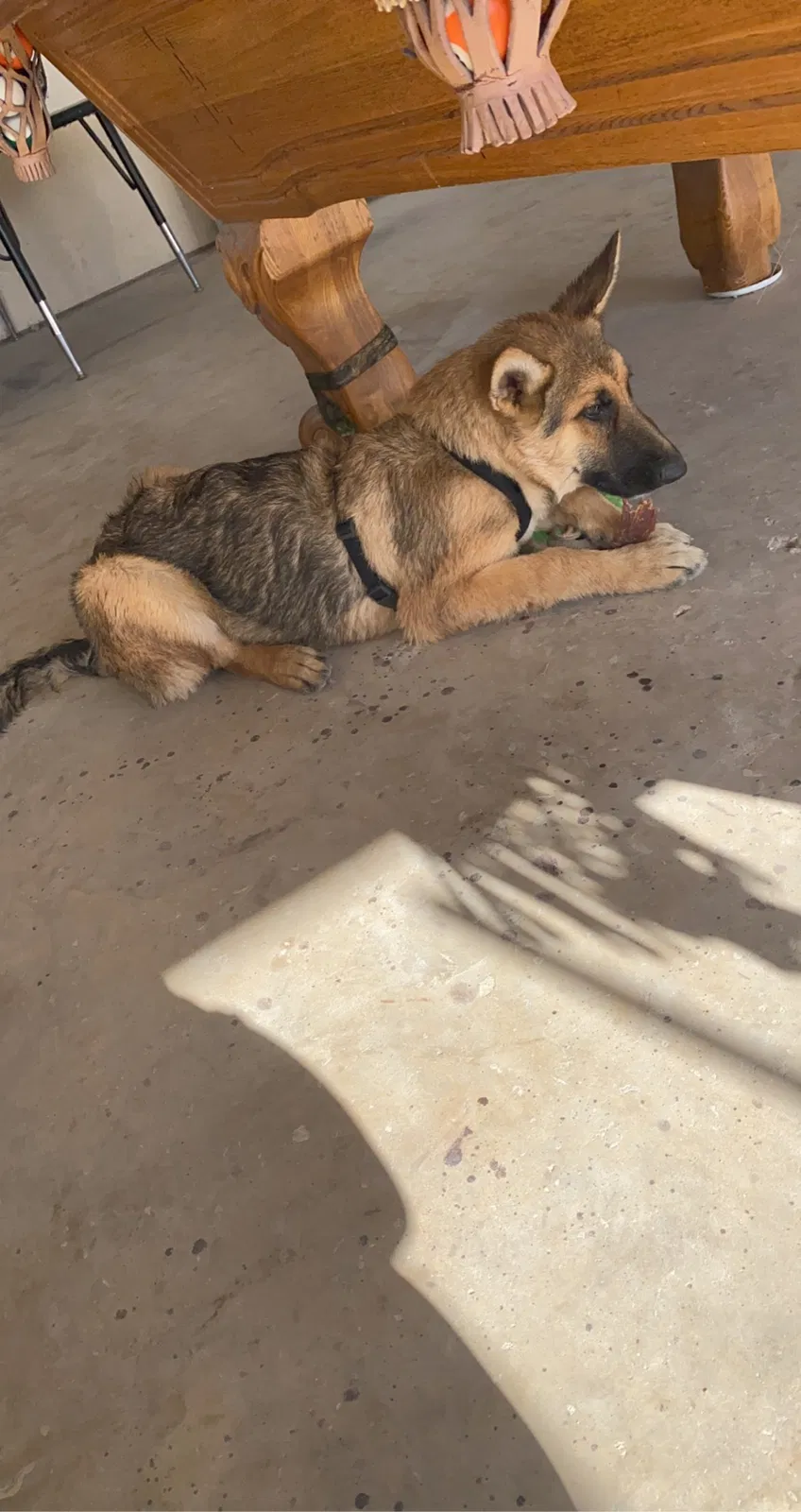 Lost dog in Floresville, TX, 78114
