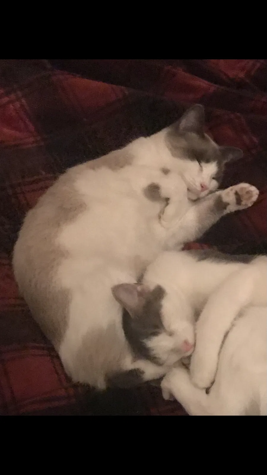 Lost cat in Acworth, GA, 30101