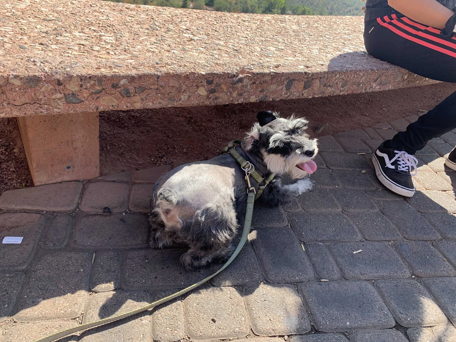 Lost dog in Phoenix, AZ, 85023