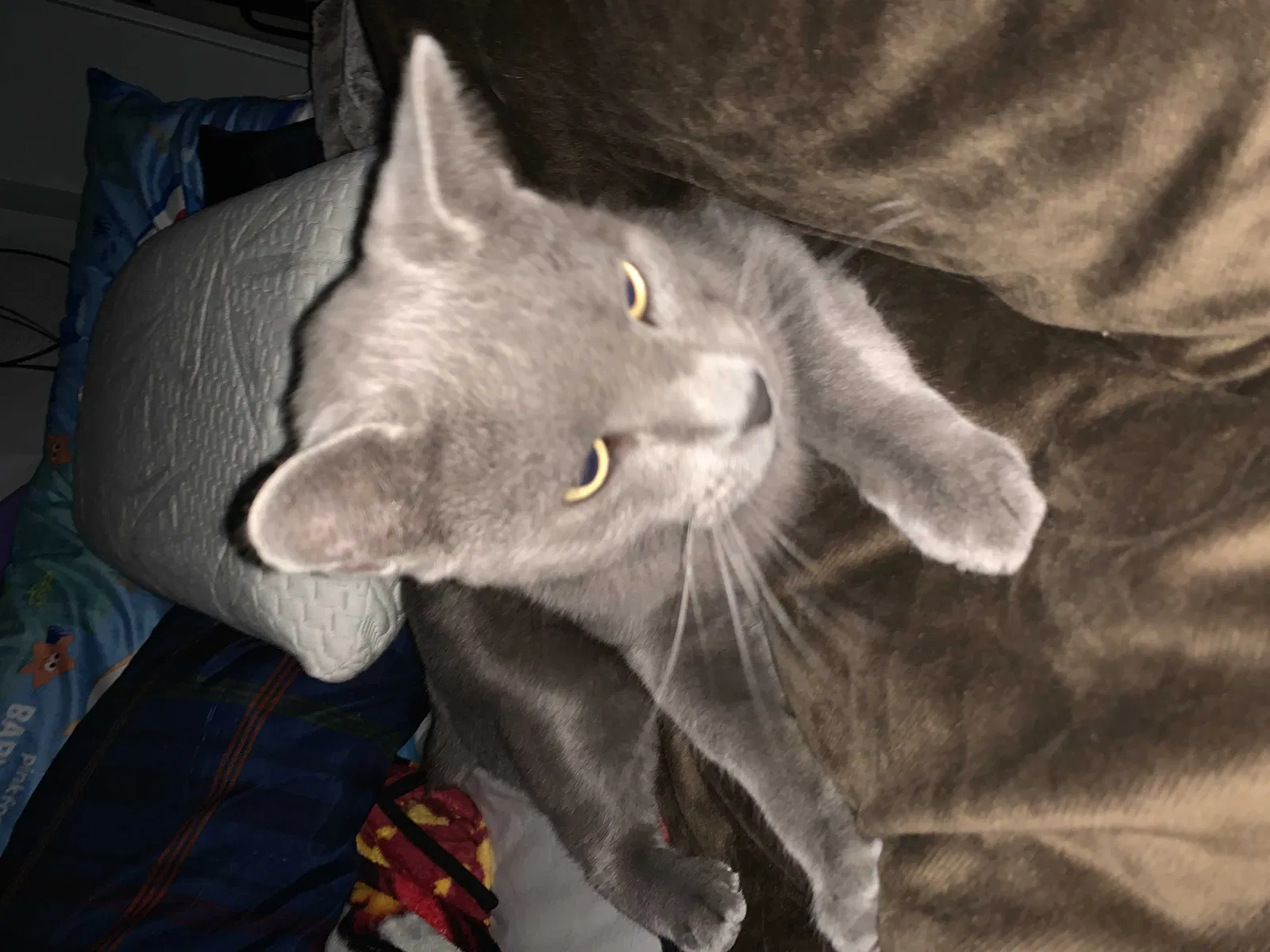 Lost cat in Mesa, AZ, 85206