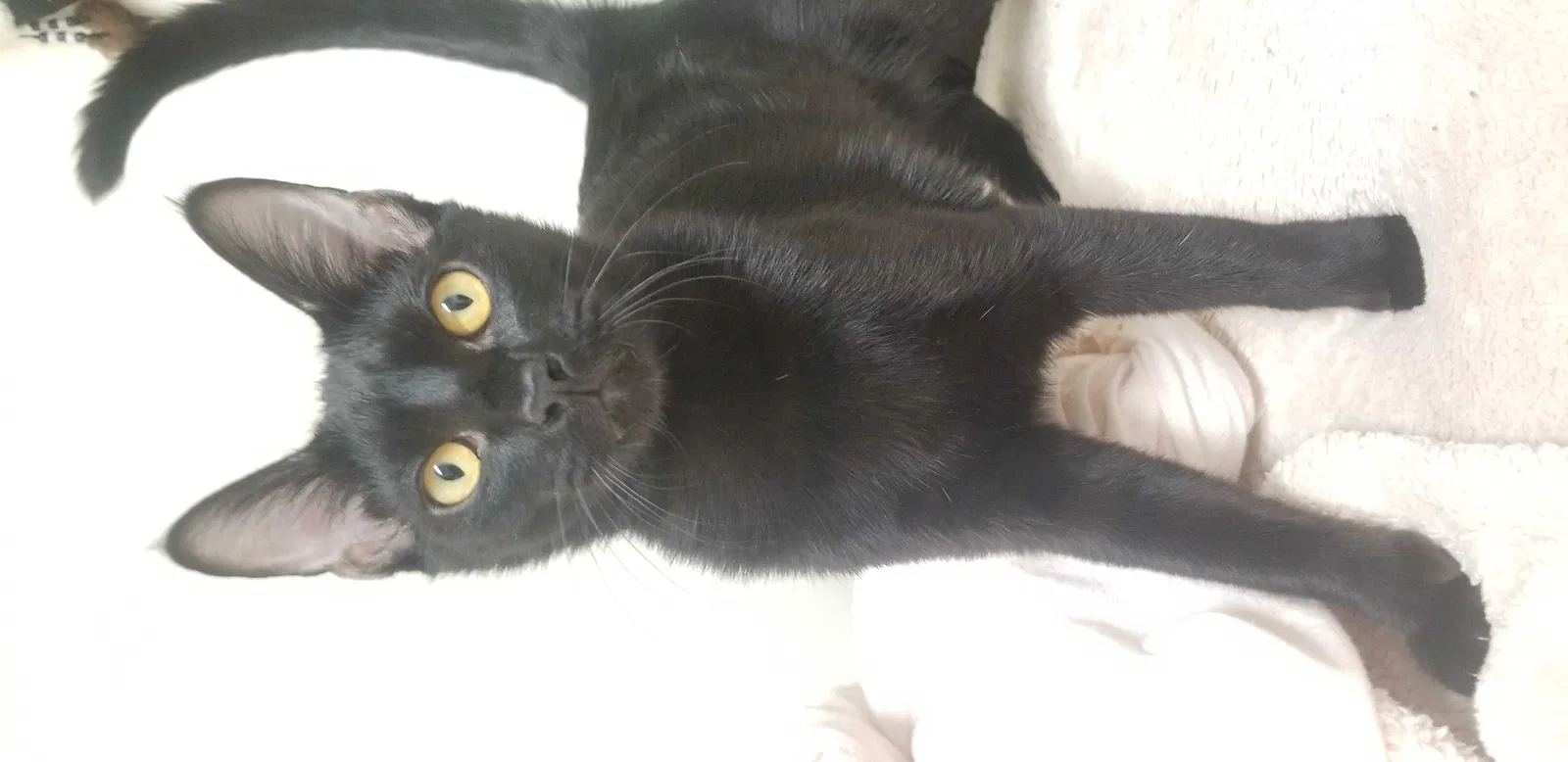 Lost cat in Ballwin, MO, 63021