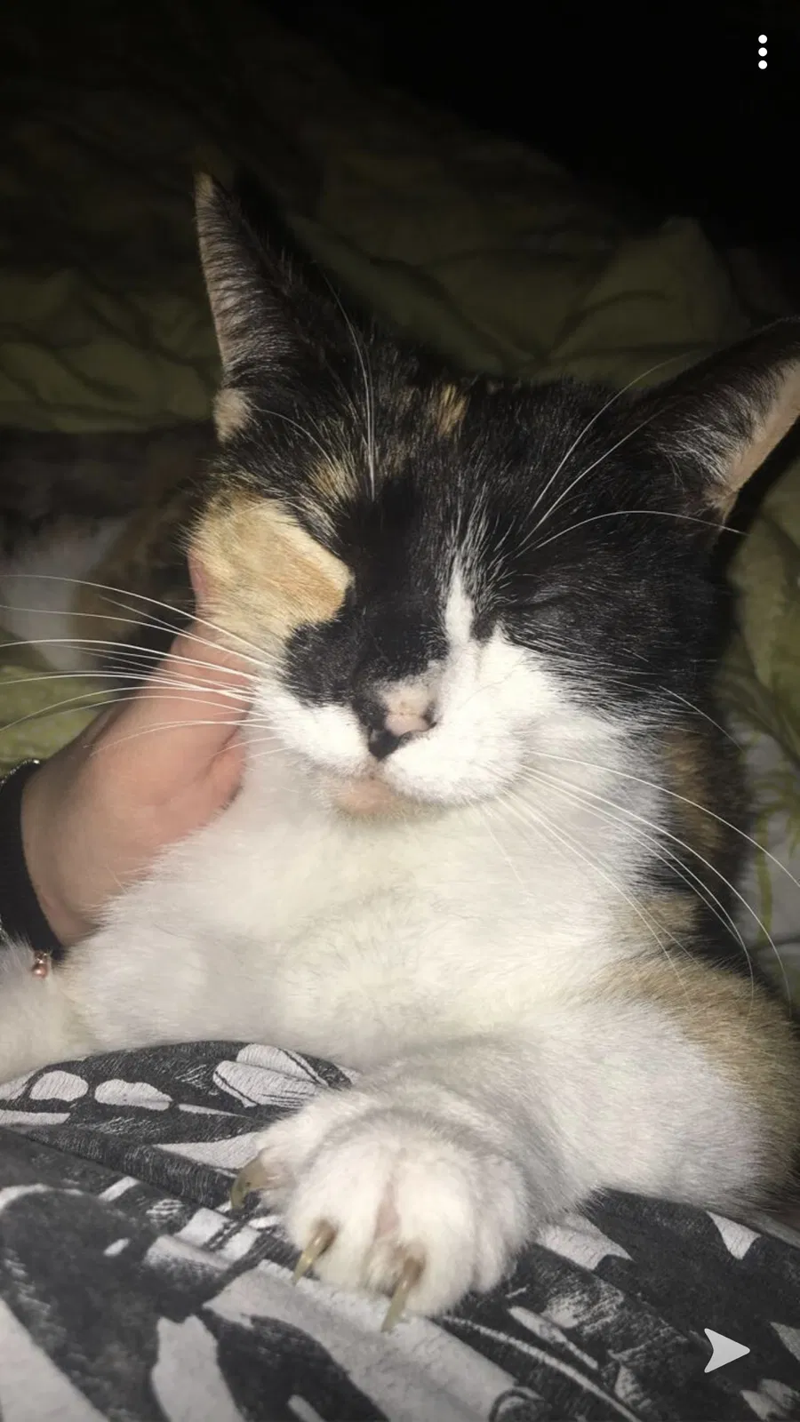Lost cat in Newport News, VA, 23605