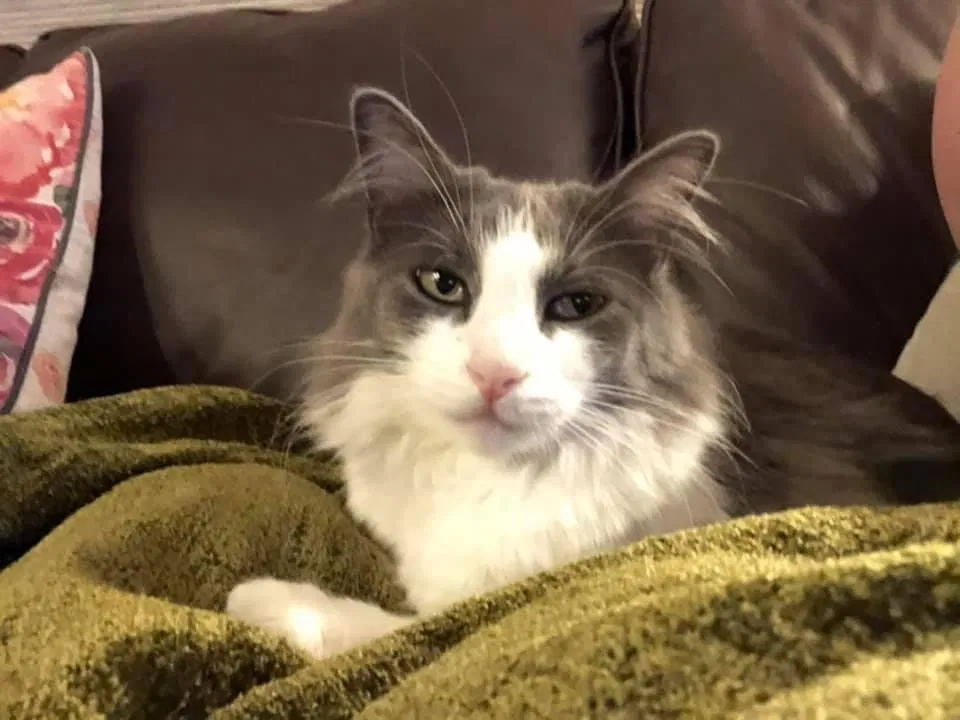 Lost cat in Elk Grove, CA, 95758