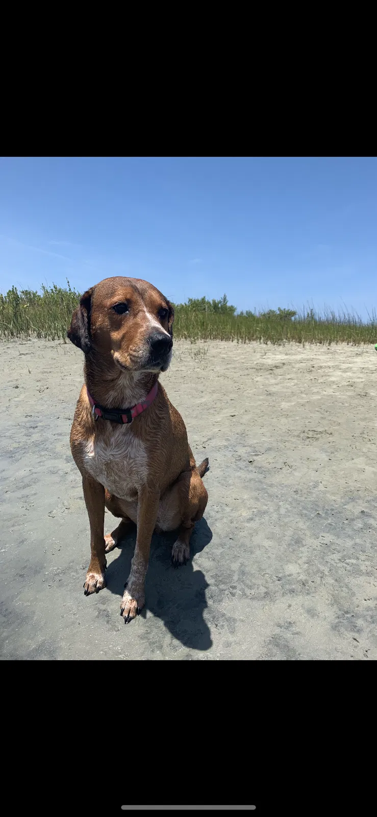 Lost dog in Deltona, FL, 32738
