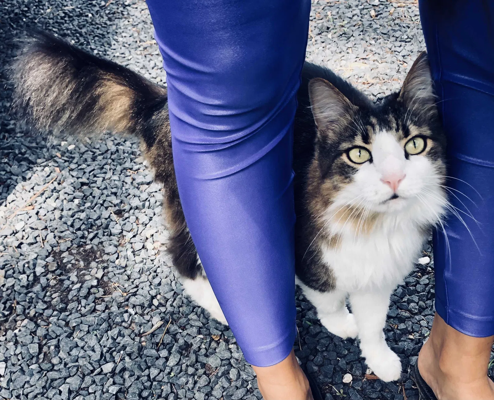 Lost cat in New Orleans, LA, 70125