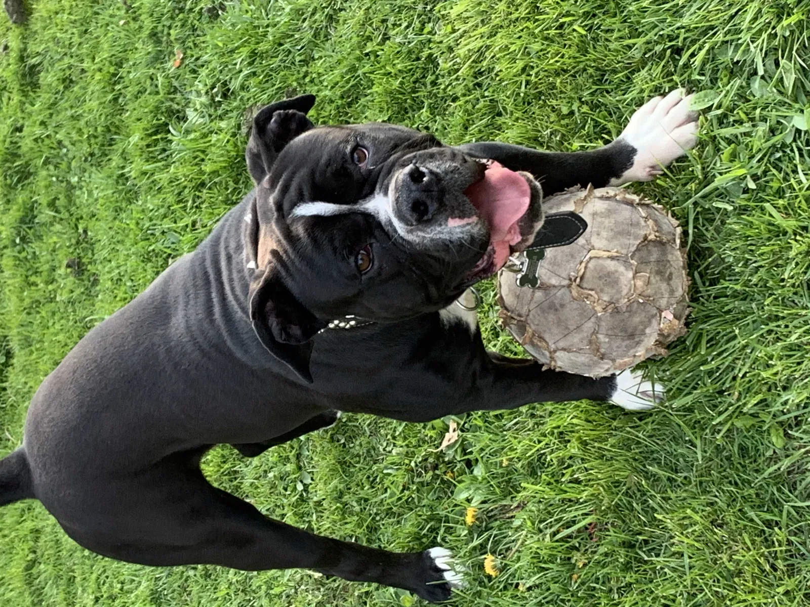 Lost dog in Southfield, MI, 48075