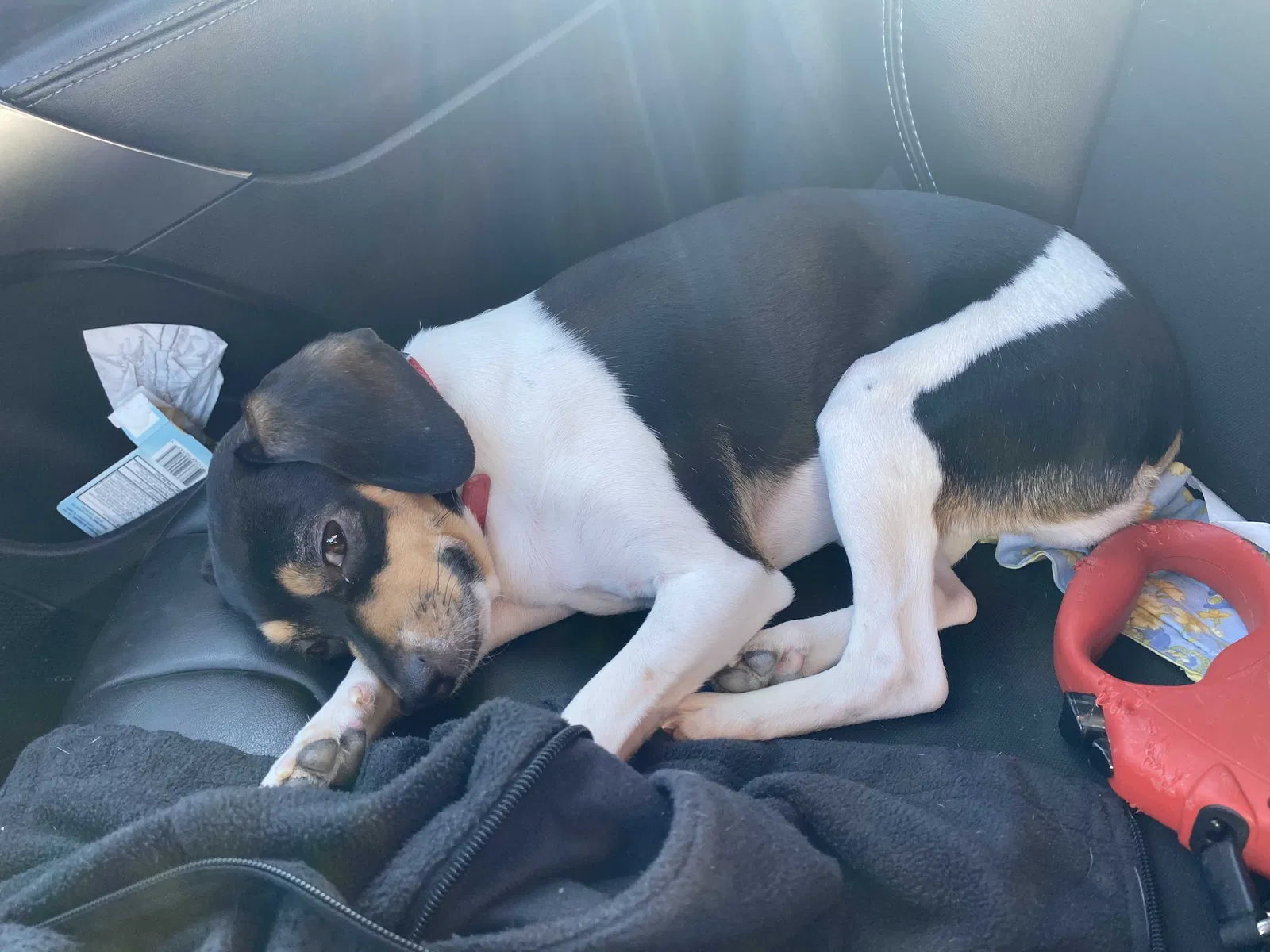Lost dog in Colorado Springs, CO, 80924