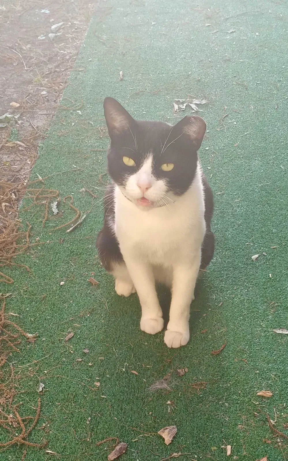 Lost cat in Killeen, TX, 76541