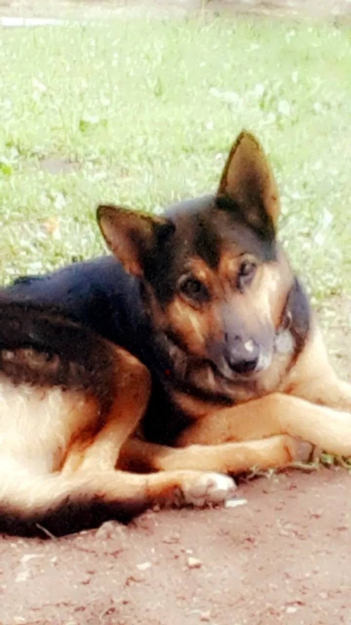 Lost dog in Neosho, MO, 64850