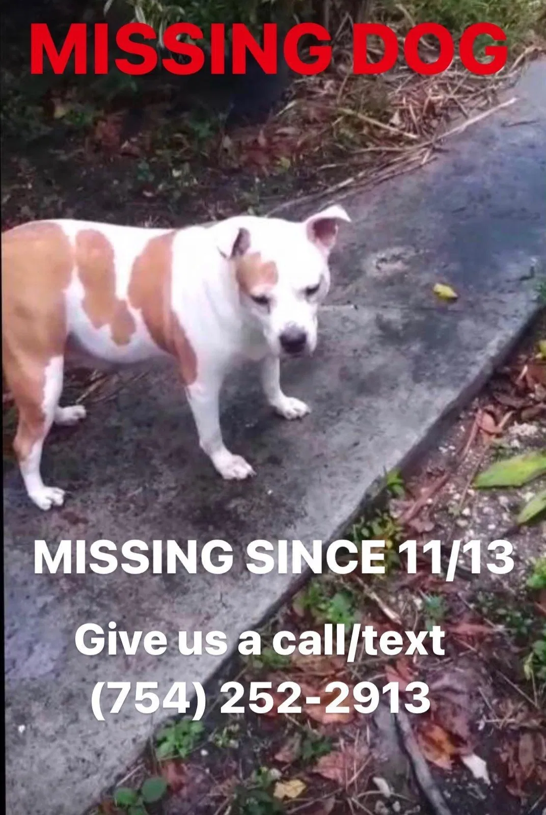 Lost dog in Hollywood, FL, 33020