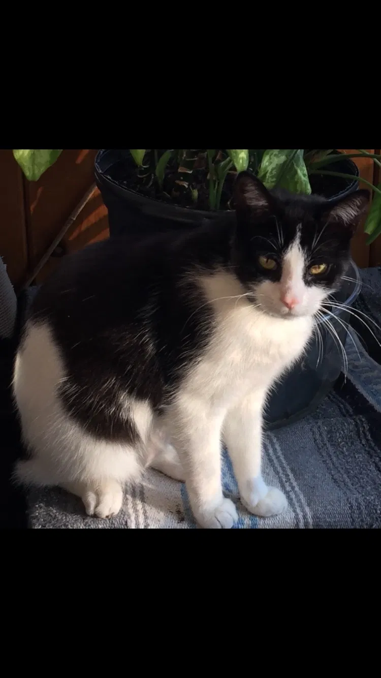 Lost cat in Tarentum, PA, 15084